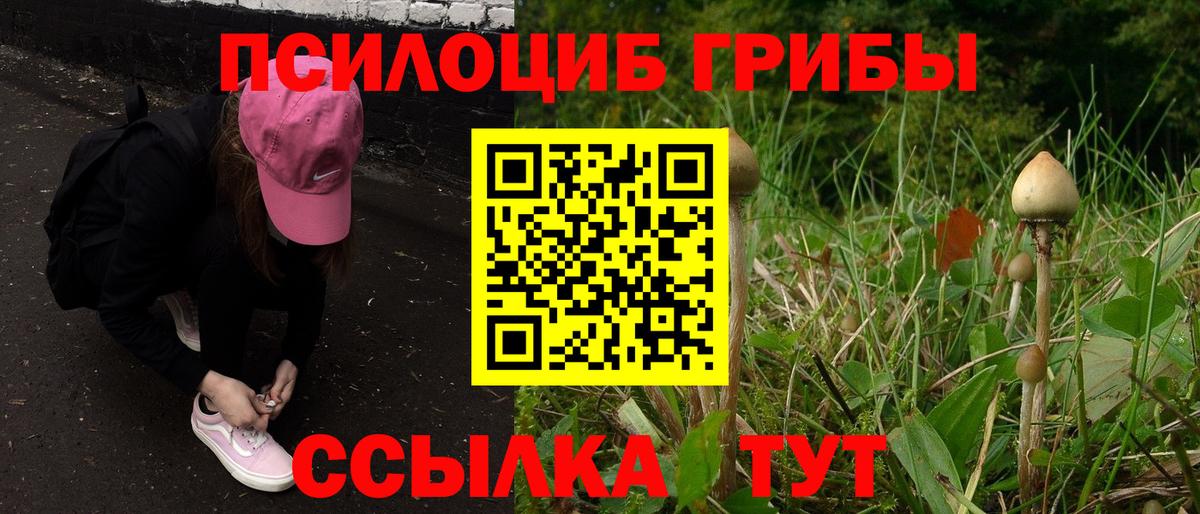 Галлюциногенные грибы Psilocybine cubensis Узловая